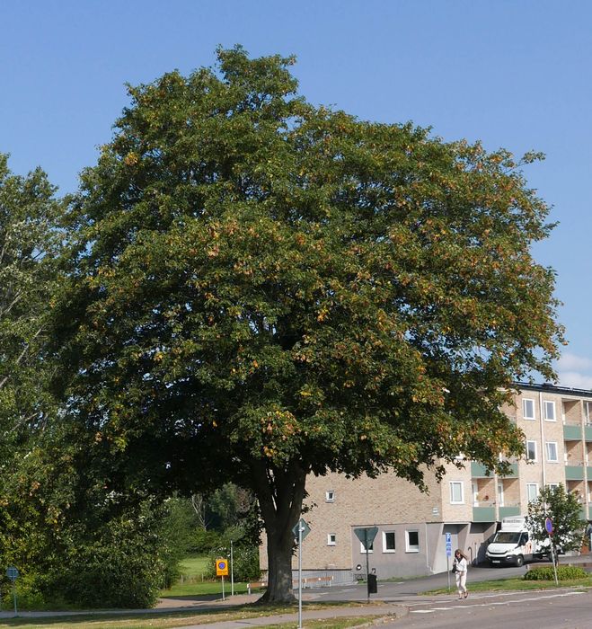 vxtfoto
