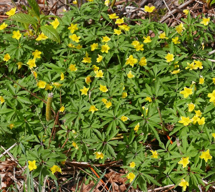 blombild