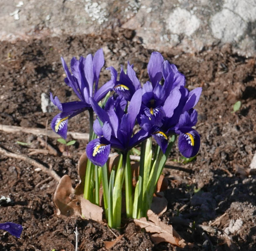 blombild