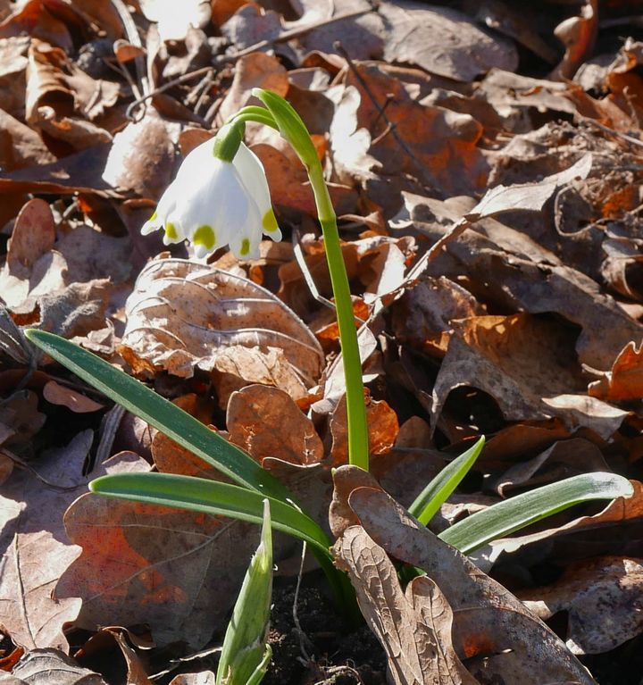 blombild