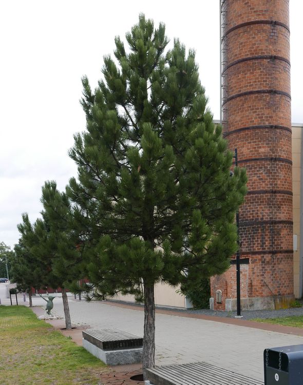 vxtfoto