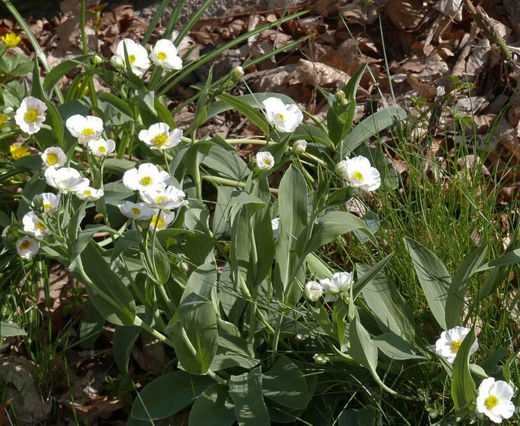 blombild
