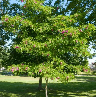 Robinia marg