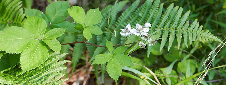 Rubus